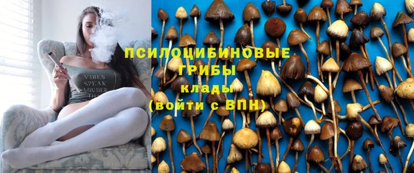 хмурый Аркадак