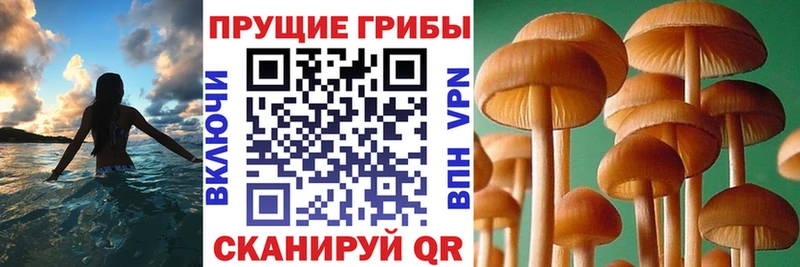 сколько стоит  Судак  Псилоцибиновые грибы Psilocybine cubensis 